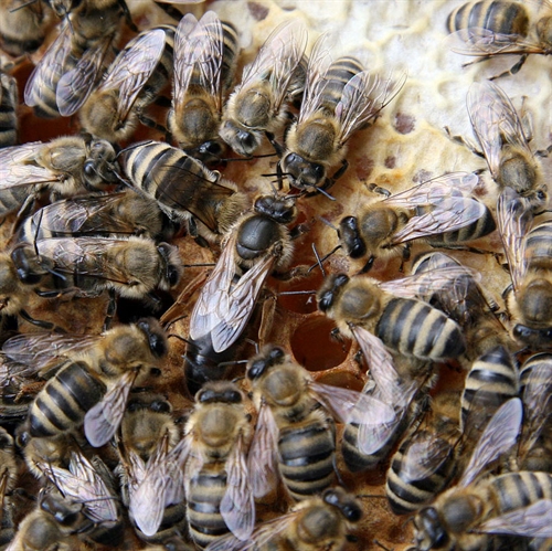 Buckfast bifamilie - sund bifamilie med dronninger fra i år